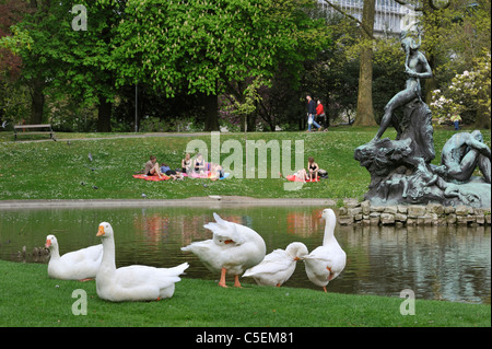 Intérieur blanc oies (Anser anser domesticus) dans city park, Gand, Belgique Banque D'Images