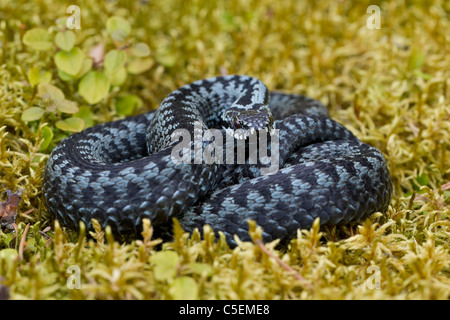 L'additionneur européen commun / viper (Vipera berus) recroquevillé dans striking pose, couleur gris, phase de la Suède Banque D'Images