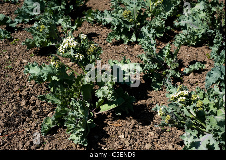 Kale Crambe maritima, la mer, en fleurs Banque D'Images