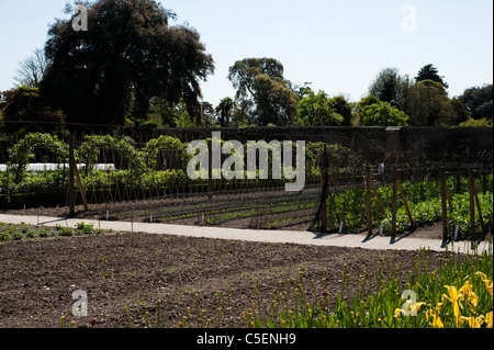 Le Potager en avril à l'Jardins perdus de Heligan, Cornwall, Angleterre, Royaume-Uni Banque D'Images