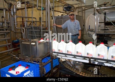 Le chauffeur de l'entreprise de l'usine d'embouteillage du lait à Burley, Idaho, USA. Banque D'Images