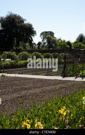 Le Potager en avril à l'Jardins perdus de Heligan, Cornwall, Angleterre, Royaume-Uni Banque D'Images