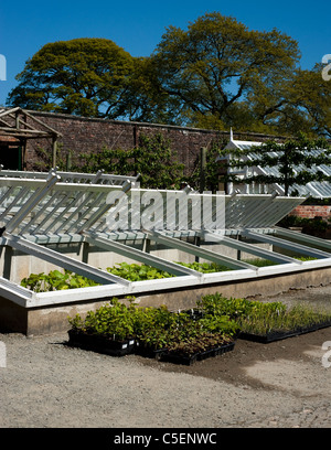 Le Melon Yard en avril à l'Jardins perdus de Heligan, Cornwall, Angleterre, Royaume-Uni Banque D'Images