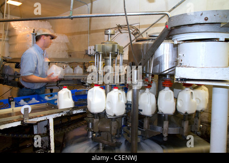 Le chauffeur de l'entreprise de l'usine d'embouteillage du lait à Burley, Idaho, USA. Banque D'Images