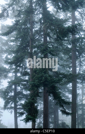 Evergreen pins dans la brume Banque D'Images