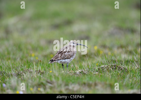 Le courlis corlieu, Numenius phaeopus, sur la lande d'Aswan, Shetland, Écosse Banque D'Images