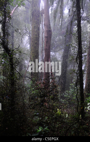 Forêt tropicale fougères, arbres et vignes dans le vert brumeux Whataroa côte ouest Île du Sud Nouvelle-Zélande Banque D'Images