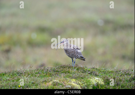 Le courlis corlieu, Numenius phaeopus, sur la lande d'Aswan, Shetland, Écosse Banque D'Images