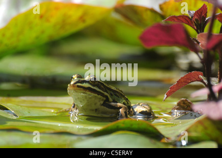 La grenouille verte en étang Banque D'Images