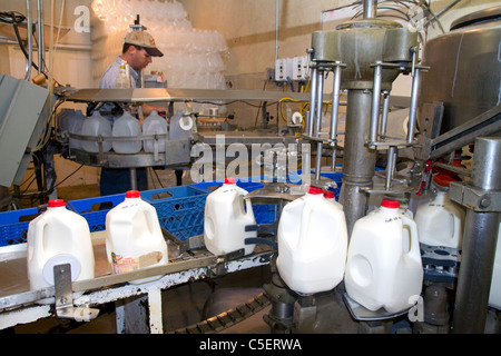 Le chauffeur de l'entreprise de l'usine d'embouteillage du lait à Burley, Idaho, USA. Banque D'Images