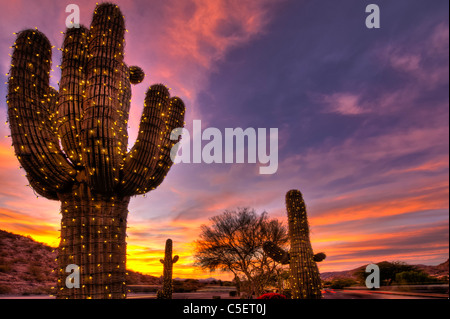 Ces énormes Saguaro Cactus ont été abordées dans des lumières de Noël pour la saison de Noël à Phoenix, AZ Banque D'Images