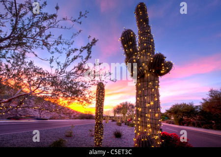 Ces énormes Saguaro Cactus ont été abordées dans des lumières de Noël pour la saison de Noël à Phoenix, AZ