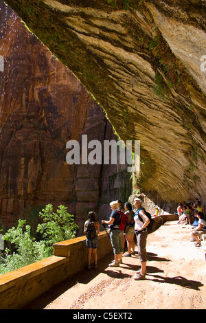 Dans la région de Weeping Rock, Zion Canyon, Zion National Park, UT Banque D'Images