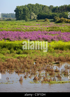 La salicaire pourpre et de l'eau primrose au Orx réserve naturelle nationale (France). Bog et marécageux terrain. Banque D'Images