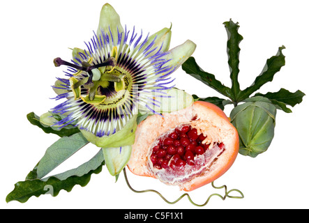 Fruit de la passion (Passiflora flavicarpa) flower isolated on white background Banque D'Images