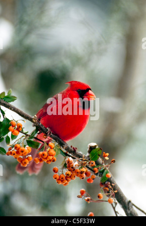 Mâles du cardinal, Cardinal cardinalis, perches sur une branche du pyracantha ou multi baies dans la neige de l'hiver, USA Banque D'Images