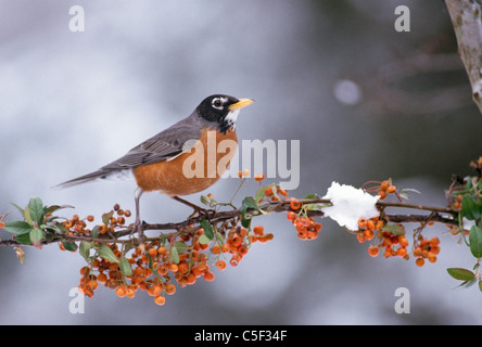 Robin, Turdus migratorius, se trouve sur une branche de l'hiver et la neige orange flowers Banque D'Images