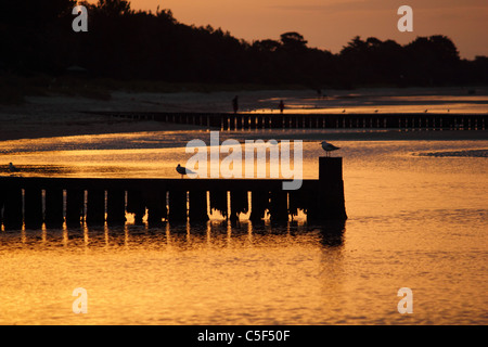 Ancienne jetée en bois au coucher du soleil de la péninsule de Mornington, VICTORIA AUSTRALIE BDB HORIZONTALE Banque D'Images