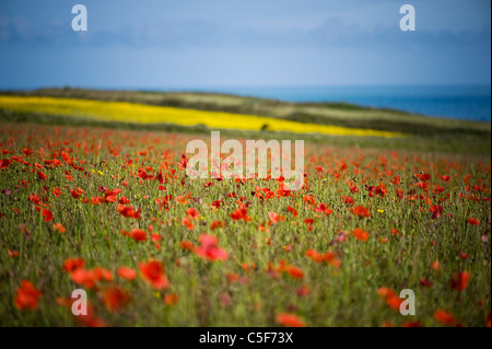 Papaver rhoeas (noms communs incl (noms communs : coquelicot, rose, champ de maïs, du pavot à opium, la Flandre pavot rouge, rouge lutte contre les mauvaises herbes. Banque D'Images