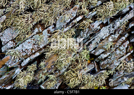 Close-up de Metuschélah's Beard lichen un éboulis mur de pierre Banque D'Images