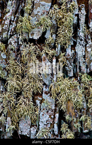 Close-up de Metuschélah's Beard lichen un éboulis mur de pierre Banque D'Images