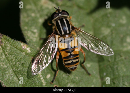 Hoverfly Helophilus pendulus prises dans le Lincolnshire, Royaume-Uni Banque D'Images