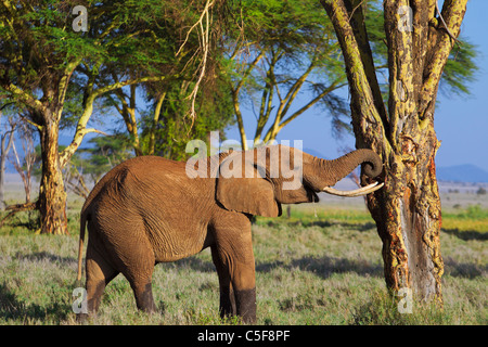 L'éléphant africain (Loxodonta africana) Banque D'Images