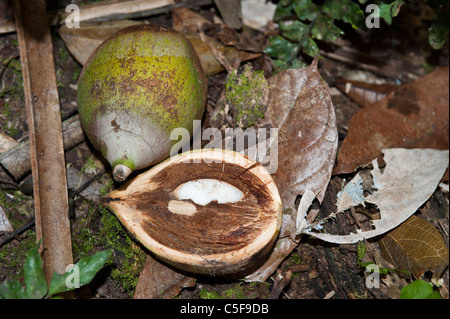 Aldeia Baú, l'État de Para au Brésil. Couper les noix de Babassu ouvrant sur le noyau. Banque D'Images