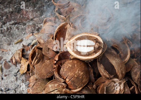 Aldeia Baú, l'État de Para au Brésil. Couper les noix de Babassu ouvrant sur le noyau. Banque D'Images