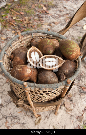 Aldeia Baú, l'État de Para au Brésil. Couper les noix de Babassu ouvrant sur le noyau. Banque D'Images