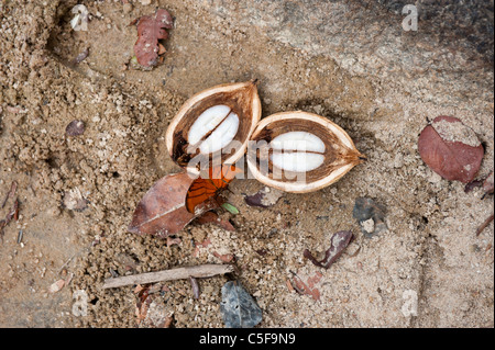 Aldeia Baú, l'État de Para au Brésil. Couper les noix de Babassu ouvrant sur le noyau avec papillon orange. Banque D'Images