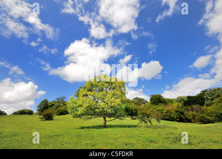 Arbre de chêne sur Albury Downs contre ciel d'été bleu Banque D'Images