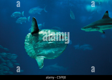 Portugal, Lisbonne : poisson lune bébé dans l'Oceanario de Lisboa Banque D'Images