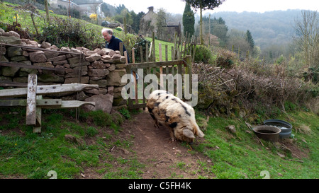 Alimentation agriculteur Gloucester vieux spot morceaux de porc par une porte et mur de pierre en campagne vallonnée Gloucestershire England UK KATHY DEWITT Banque D'Images