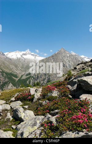 Alpenrose (Rhododendron ferrugineum) croissant à 2500m au-dessus de Saas-Fee, Valais Suisse Banque D'Images