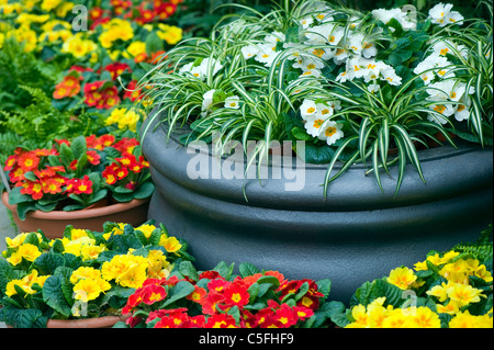 Primevères de printemps en pot - primevères Banque D'Images