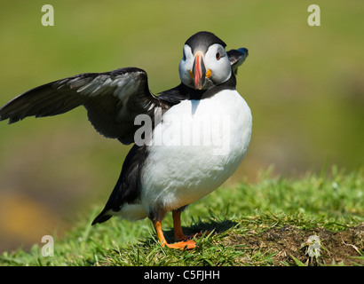 Macareux moine, Fratercula arctica, UK. Banque D'Images