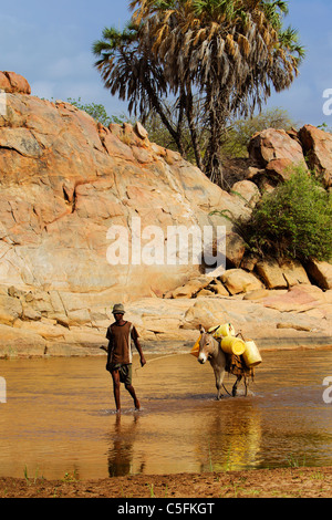 Âne menée par l'Uaso Nyiro portant de l'eau de la batterie dans le Kenya Banque D'Images