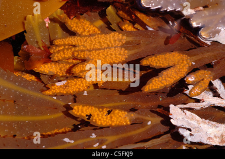 Crémaillère (Fucus serratus), une algue brune montrant des organes de fructification, dans un rockpool, UK Banque D'Images