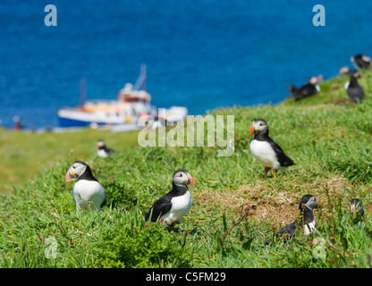 En bateau les visiteurs de voir les macareux, Fratercula arctica. Lunga, Treshnish Isles, Ecosse, Royaume-Uni. Banque D'Images