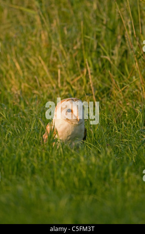 Barn Owl in grassy field Banque D'Images