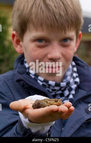 Boy holding Crapaud commun / European Toad (Bufo bufo) dans la main, Allemagne Banque D'Images