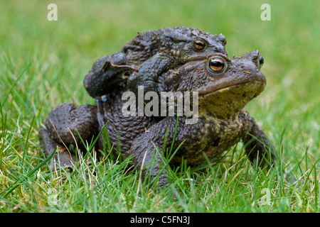 Crapaud commun / European Toad (Bufo bufo) Paire de migrer en amplexus d'étang de reproduction au printemps, Allemagne Banque D'Images
