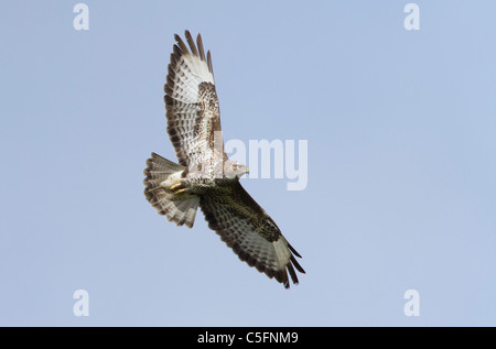 Buse variable (Buteo buteo) des profils voler contre un ciel bleu, au Pays de Galles, Royaume-Uni, Europe Banque D'Images