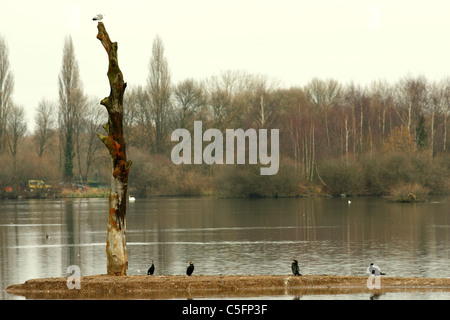 Un vol de Grands Cormorans (Phalacrocorax carbo) assis à côté d'une souche d'arbre mort, sur une petite île dans un lac. Banque D'Images