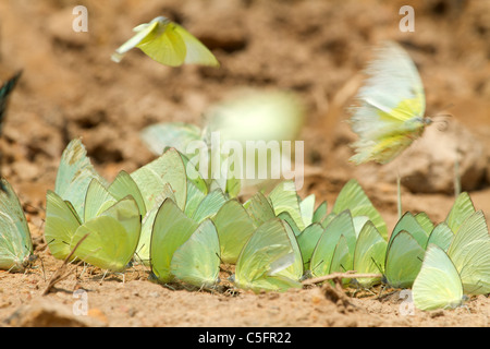 De nombreux papillons tropicaux collecte d'eau sur le sol, le parc national de Kaeng Krachan, Thaïlande Banque D'Images