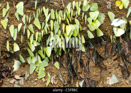 De nombreux papillons tropicaux papilionidae pieridae et collecte d'eau sur le sol, le parc national de Kaeng Krachan, Thaïlande Banque D'Images