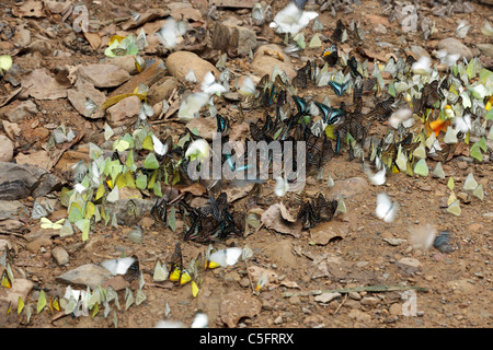 De nombreux papillons tropicaux papilionidae pieridae et collecte d'eau sur le sol, le parc national de Kaeng Krachan, Thaïlande Banque D'Images