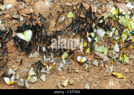 De nombreux papillons tropicaux papilionidae pieridae et collecte d'eau sur le sol, le parc national de Kaeng Krachan, Thaïlande Banque D'Images