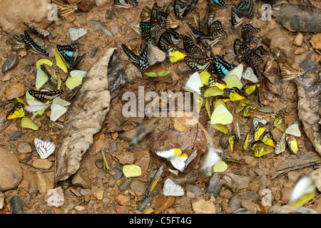 De nombreux papillons tropicaux papilionidae pieridae et collecte d'eau sur le sol, le parc national de Kaeng Krachan, Thaïlande Banque D'Images